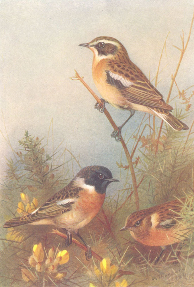 BRITISH BIRDS. Whinchat; Stonechat (male and female) . THORBURN 1925 old print